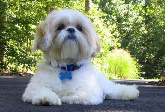 西施犬幼犬怎么養(yǎng) 西施犬飼養(yǎng)方法1