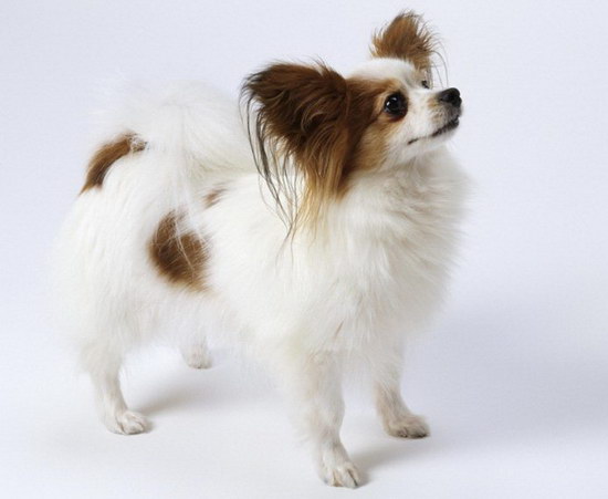 蝴蝶犬幼犬怎么養(yǎng) 蝴蝶犬飼養(yǎng)注意事項(xiàng)2