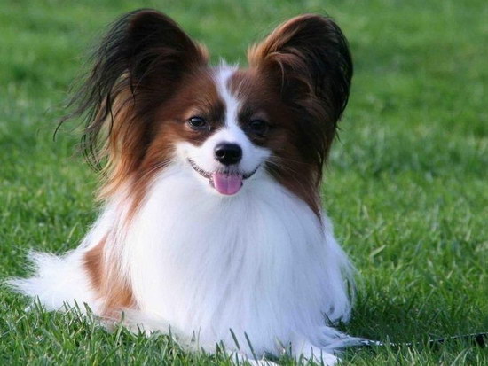 蝴蝶犬幼犬怎么養(yǎng) 蝴蝶犬飼養(yǎng)注意事項(xiàng)3