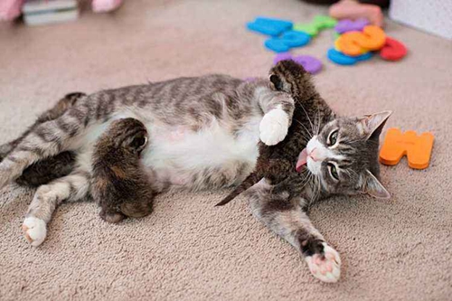 貓咪生產后吃什么 貓咪生產飲食整理