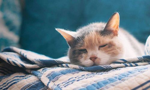 貓鼻支和貓感冒怎么區(qū)分 二者區(qū)分技巧