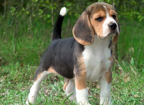 比格犬怎么養 比格獵犬飼養方法及注意事項2