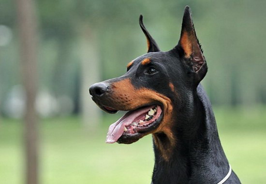 杜賓犬怎么養 杜賓犬飼養方法2
