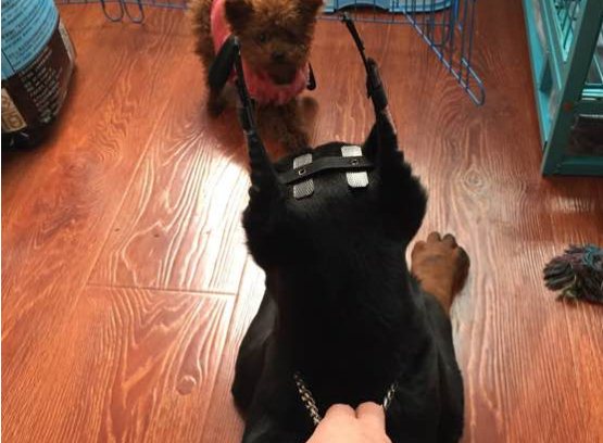 杜賓犬怎么立耳 杜賓犬立耳要多久