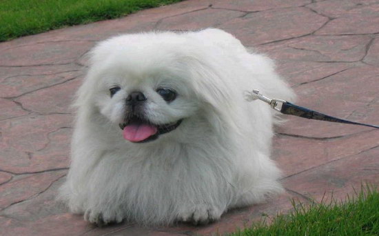 京巴狗怎么養(yǎng) 京巴犬飼養(yǎng)護理方法1