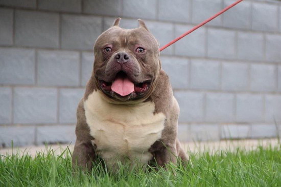 美國惡霸犬怎么養 美國惡霸犬喂養方法1