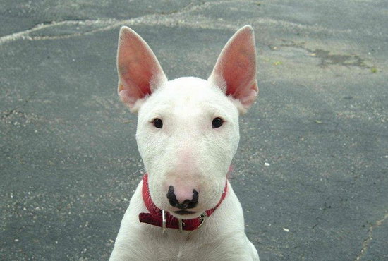 牛頭梗怎么養 牛頭梗喂養方法0