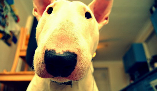 牛頭梗怎么養 牛頭梗喂養方法1