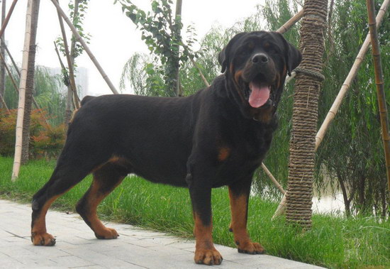 羅威納犬怎么養 羅威納犬飼養方法1