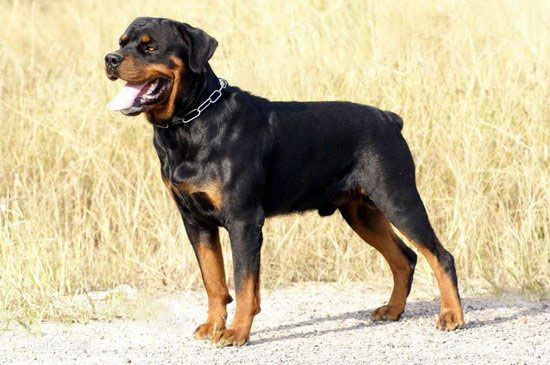 羅威納犬怎么養 羅威納犬飼養方法