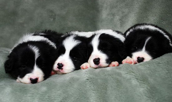 邊境牧羊犬怎么養 邊境牧羊犬飼養方法1