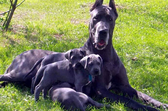 大丹犬怎么養(yǎng) 大丹犬飼養(yǎng)方法及注意事項(xiàng)3