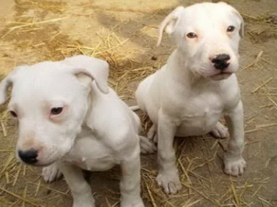 杜高犬怎么養 杜高犬喂養注意事項1