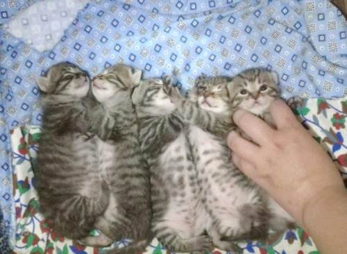 中國貍花貓什么時候配種 貍花貓配種時間介紹