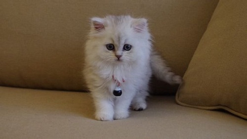 波斯貓懷孕有什么需要注意 波斯貓懷孕注意事項