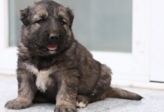 高加索犬怎么養(yǎng) 高加索犬飼養(yǎng)方法2