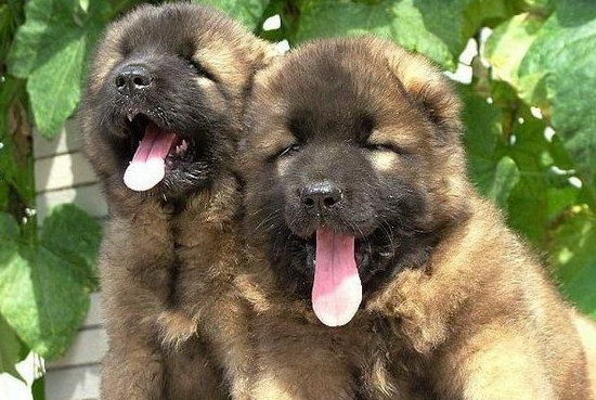 高加索犬怎么養(yǎng) 高加索犬飼養(yǎng)方法1