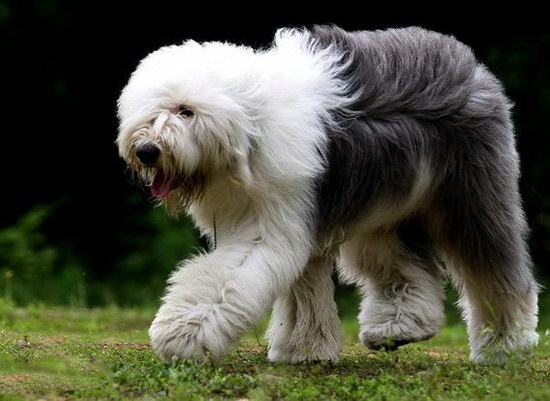 古代牧羊犬怎么養(yǎng)健康 純種古代牧羊犬飼養(yǎng)方法2