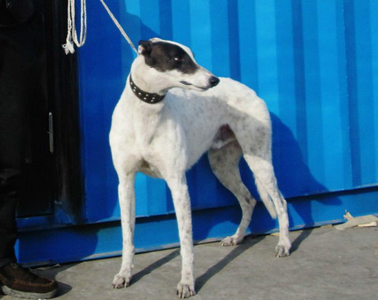 格力犬怎么養 格力犬飼養方法及注意事項1