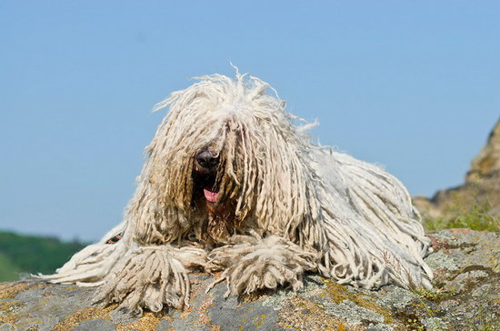 匈牙利牧羊犬怎么養 匈牙利牧羊犬飼養方法及注意事項1