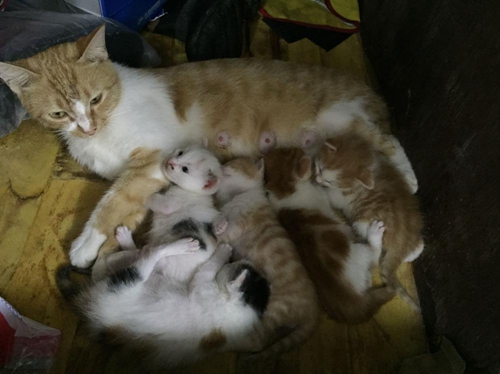 貓咪產后吃什么最好 貓咪產后飲食推薦