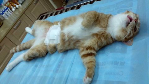 貓咪絕育手術(shù)多少錢(qián) 貓咪絕育價(jià)格介紹