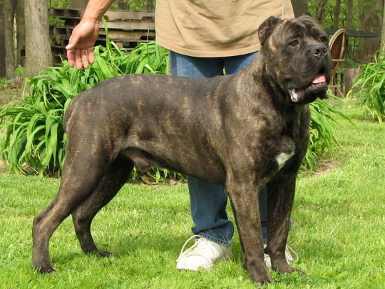 卡斯羅犬怎么養 卡斯羅犬飼養方法及注意事項3