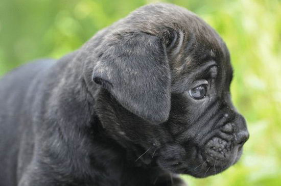 卡斯羅犬怎么養 卡斯羅犬飼養方法及注意事項1