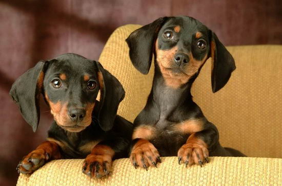 臘腸犬怎么養 臘腸犬飼養方法及注意事項1