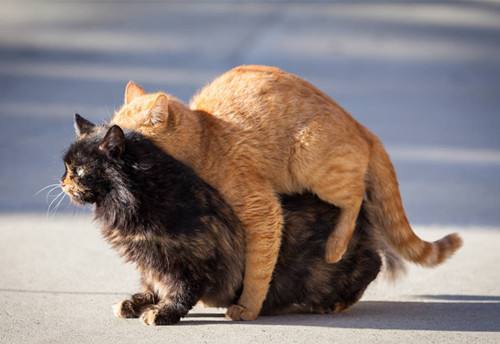 母貓不發情能懷孕嗎 貓咪發情時間規律