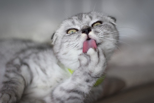 蘇格蘭折耳貓常見(jiàn)疾病有哪些 折耳貓常見(jiàn)疾病介紹