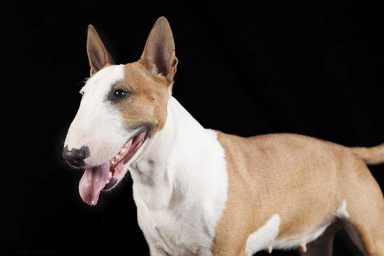 斗牛梗飲食要注意什么 牛頭梗飲食注意事項介紹1