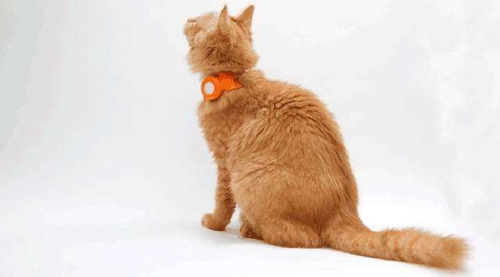 貓咪除蚤項圈好用嗎 貓咪除蚤項圈作用介紹