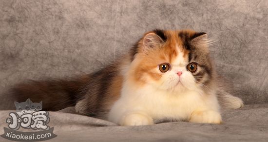加菲貓拉稀怎么辦 異國短毛貓拉稀解決辦法