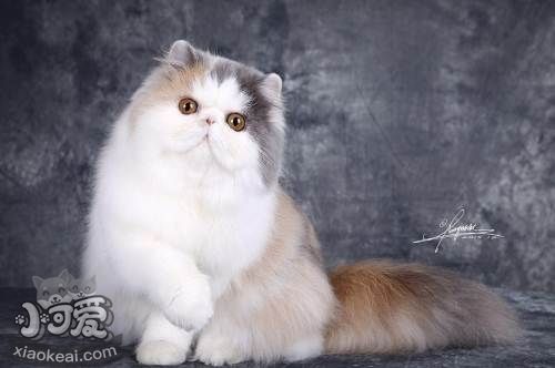 怎么防止加菲貓的毛球癥 加菲貓毛球癥解決辦法