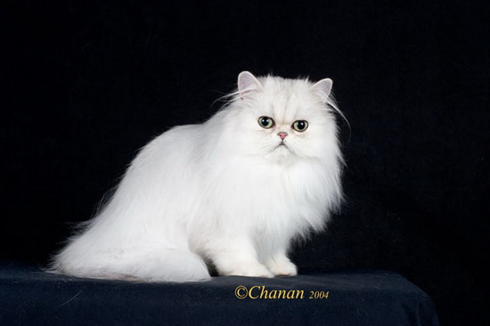 波斯貓得了霉菌病怎么治療 波斯貓霉菌病治療措施