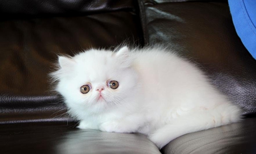 波斯貓幼貓感冒怎么辦 幼貓感冒注意事項