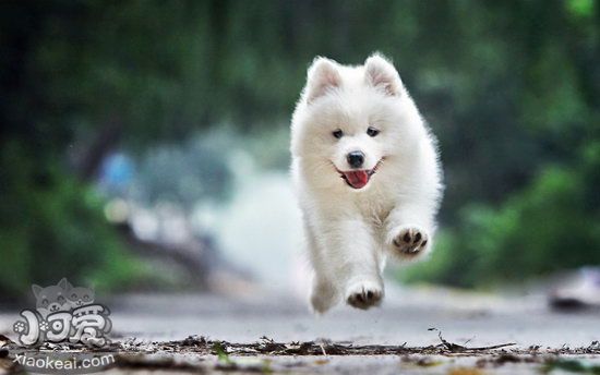 薩摩耶幼犬怎么養 薩摩耶幼犬喂養方法及注意事項2