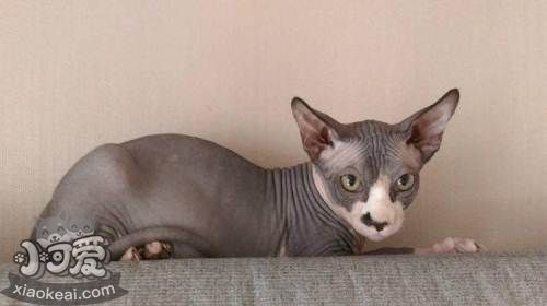 加拿大無毛貓乳腺腫瘤怎么防治