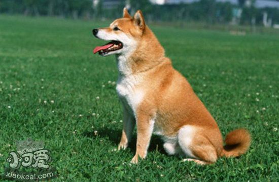 柴犬怎么養 柴犬飼養心得2