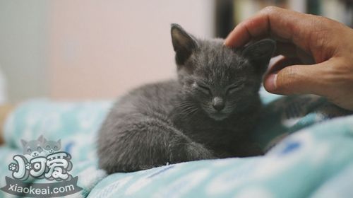 俄羅斯藍貓得皮膚病怎么辦 貓咪皮膚病治療方法