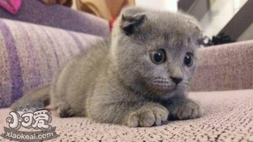 俄羅斯藍貓得了貓癬如何治療 貓癬治療方法介紹