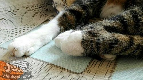 中國貍花貓有跳蚤怎么辦 教你三招去除貓咪跳蚤