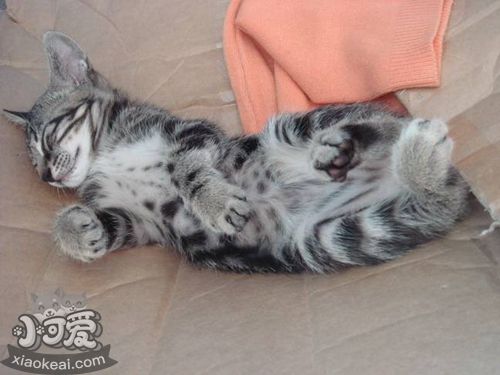 如何治療貍花貓圓線蟲病 中國貍花貓圓線蟲病治療方法