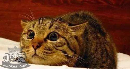 中國貍花貓感冒了怎么辦 貍花貓感冒預防方法