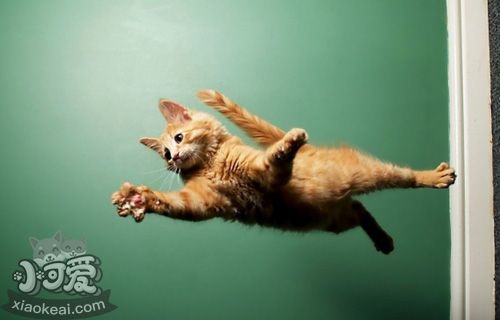 緬因貓為什么會打噴嚏 緬因貓打噴嚏原因介紹