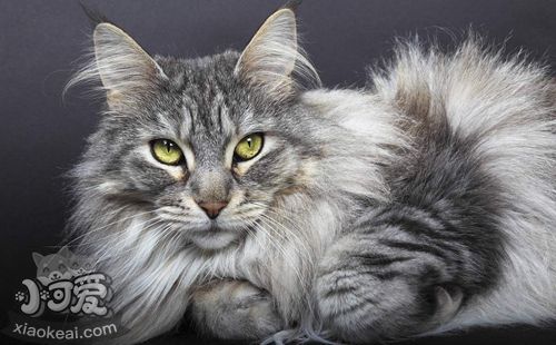 緬因貓腸炎吃什么藥 貓咪腸炎癥狀