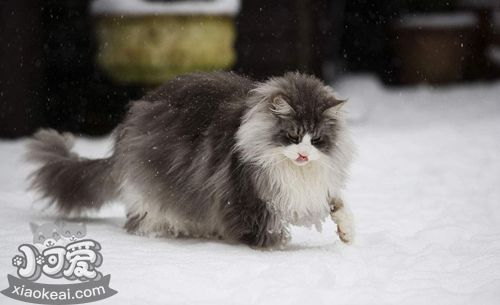 緬因貓肚子脹氣怎么辦 貓咪肚子脹氣治療方法