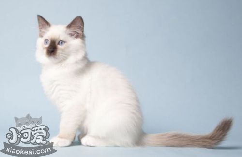 襤褸貓尿路感染怎么治療 貓咪生病注意事項