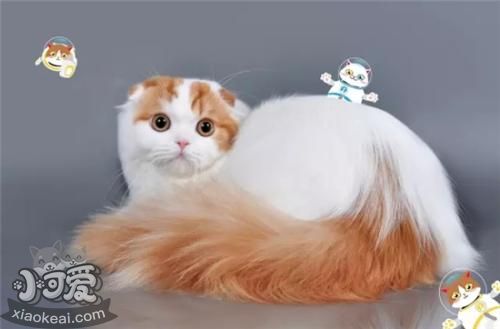 襤褸貓生病怎么護理 襤褸貓生病護理方法